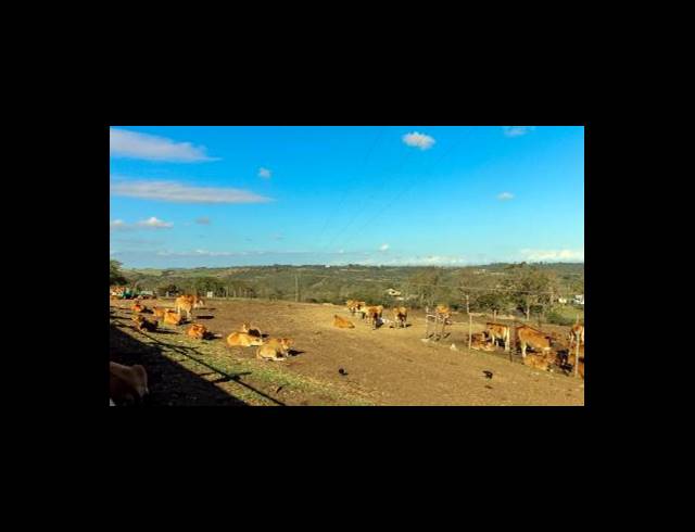 473HA FARM FOR SALE IN EAST LONDON RURAL